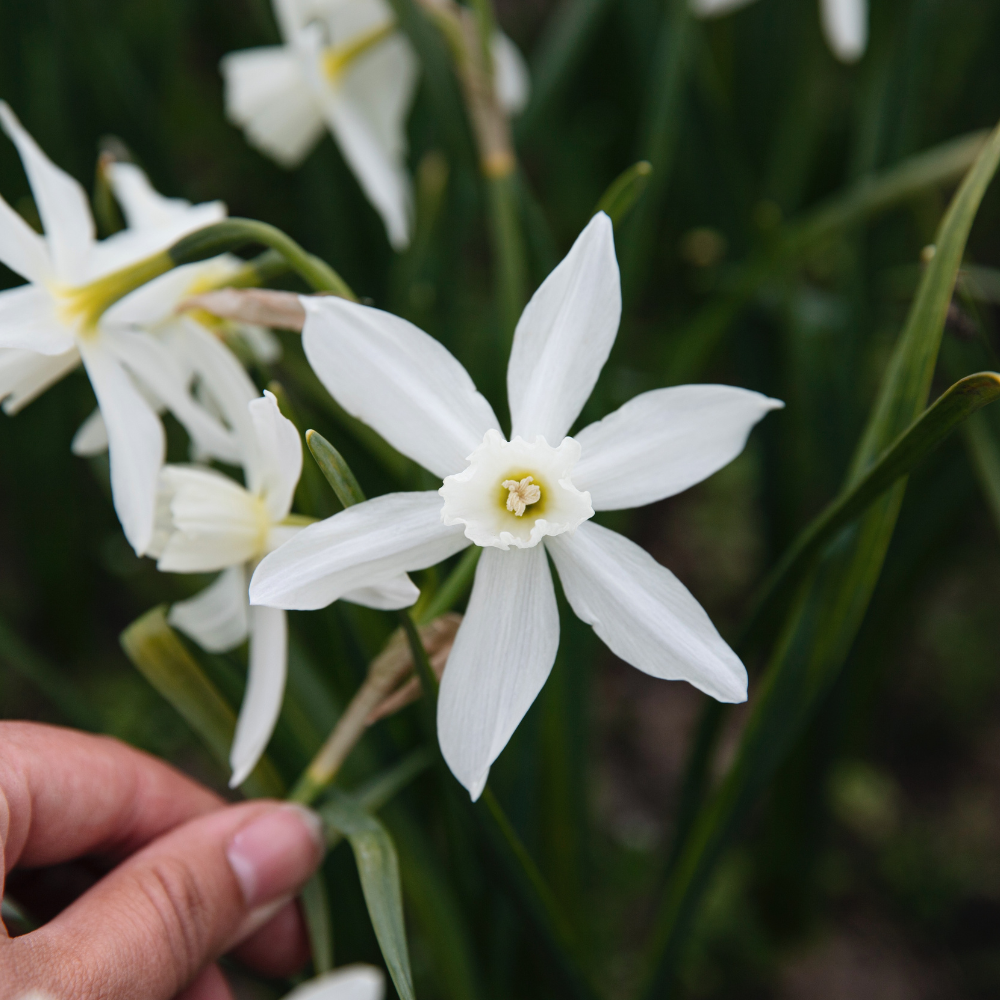 Narcissen pakket 'wit' BIO