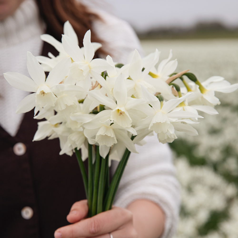 Narcis 'Sailboat' BIO