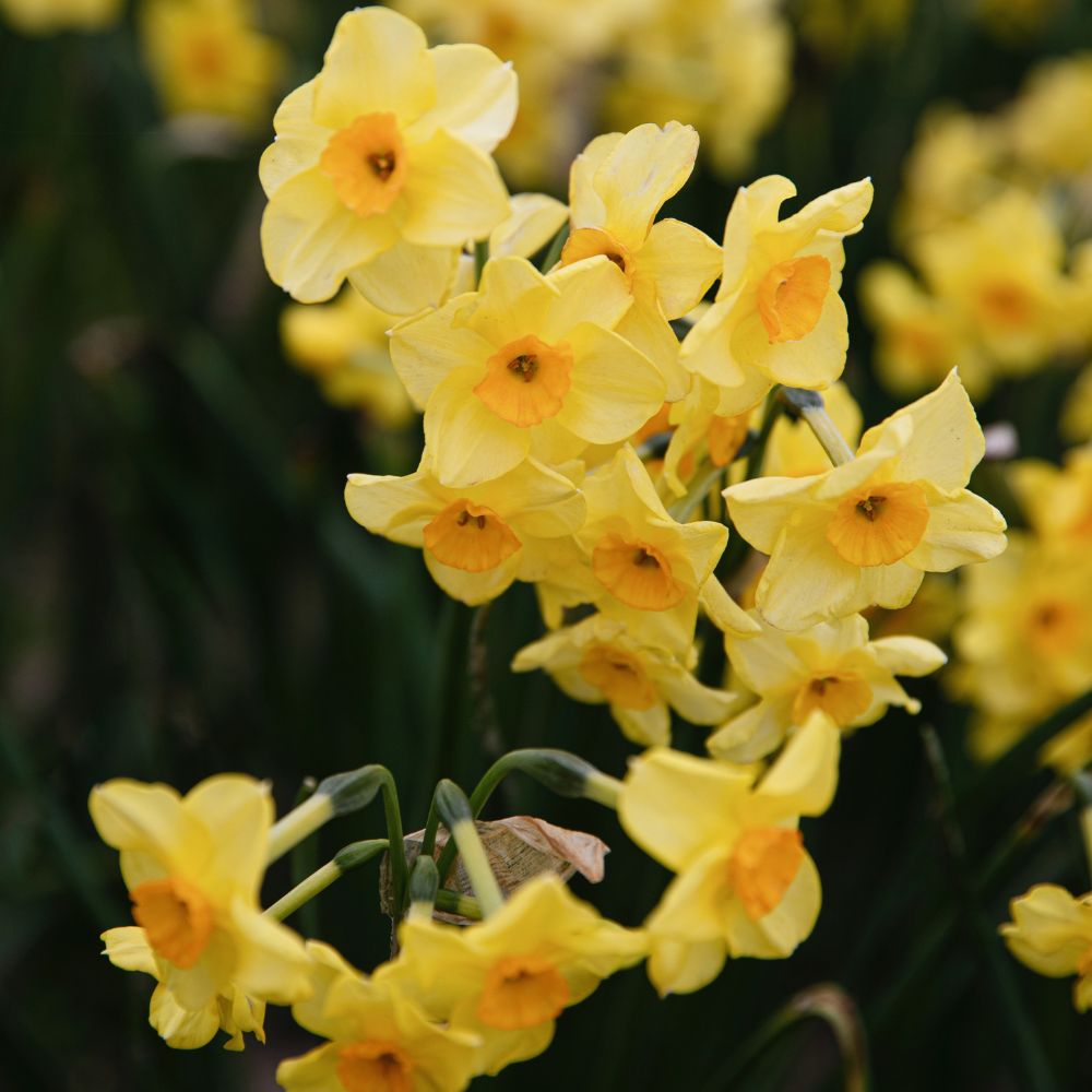 Narcis 'Martinette' BIO