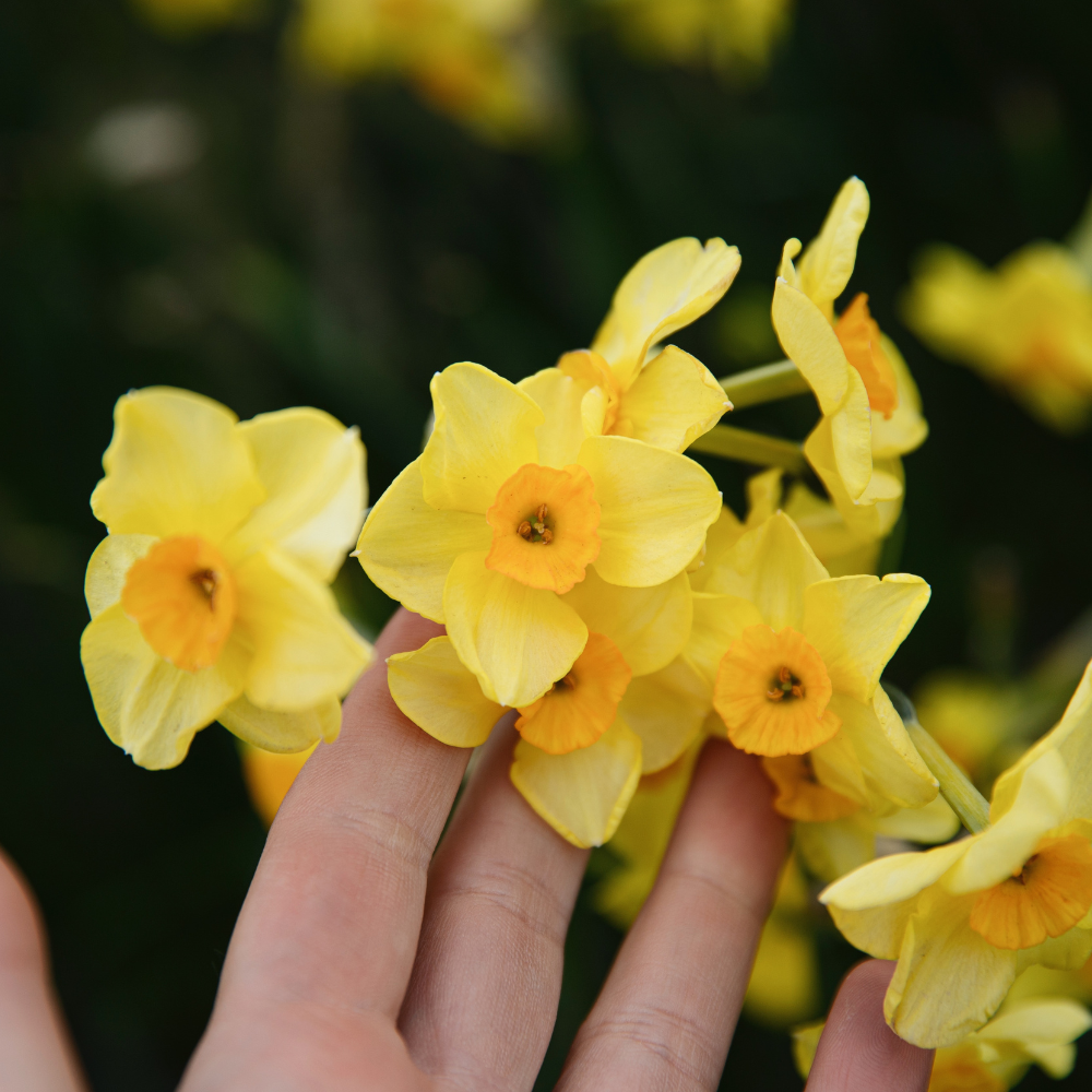 Narcissen pakket BIO