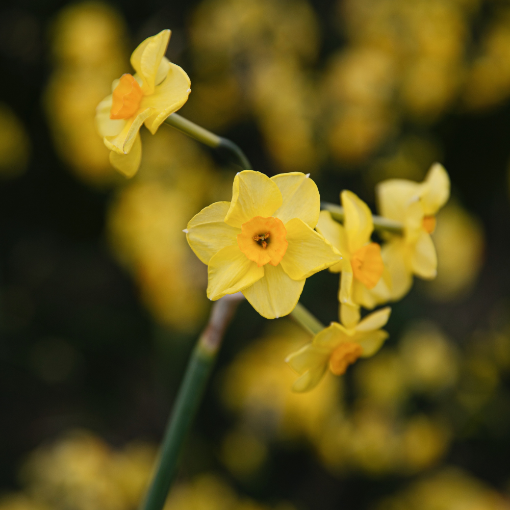 Narcis 'Martinette' BIO