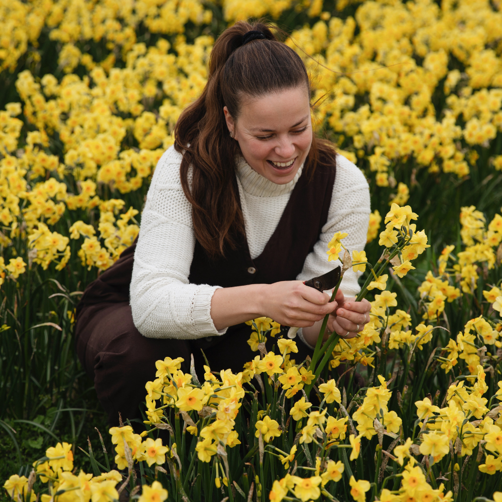 Narcis 'Martinette' BIO