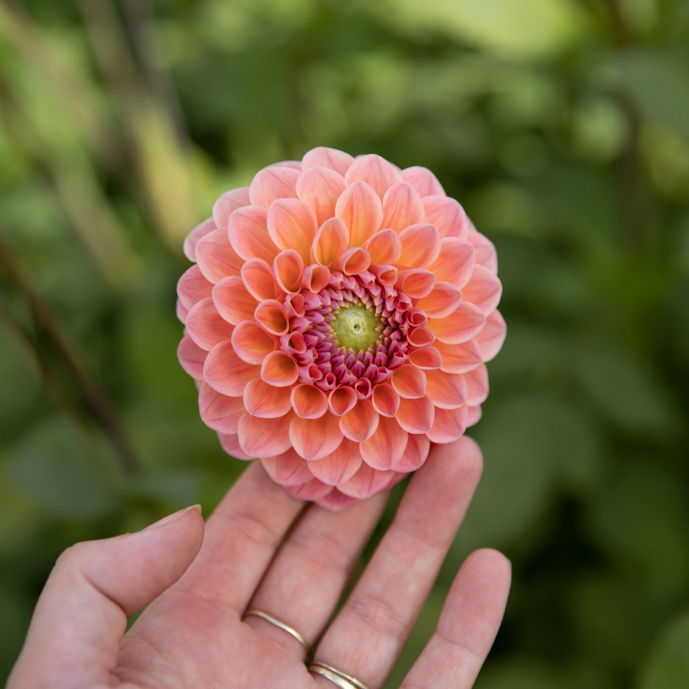 Dahlia pakket XXXXL pakket (met al onze 56 soorten)
