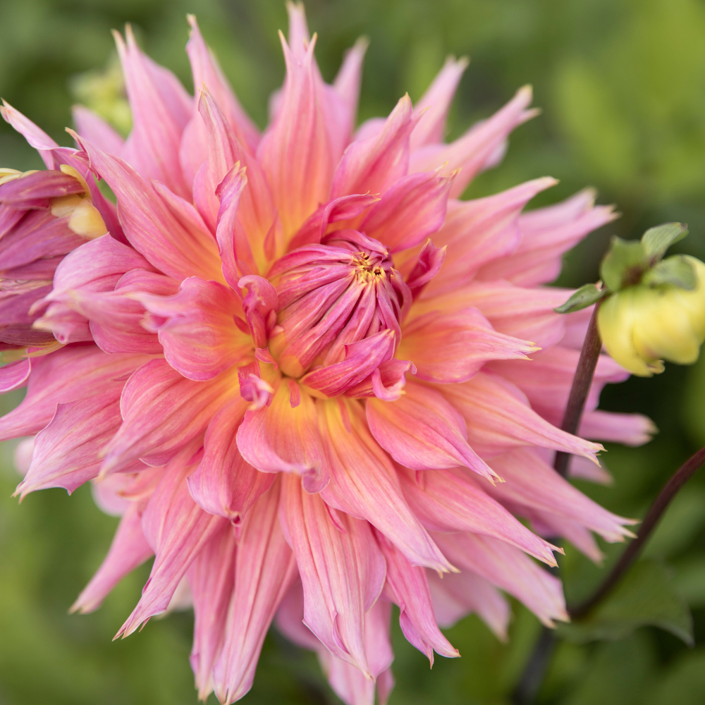 Dahlia 'Omega'