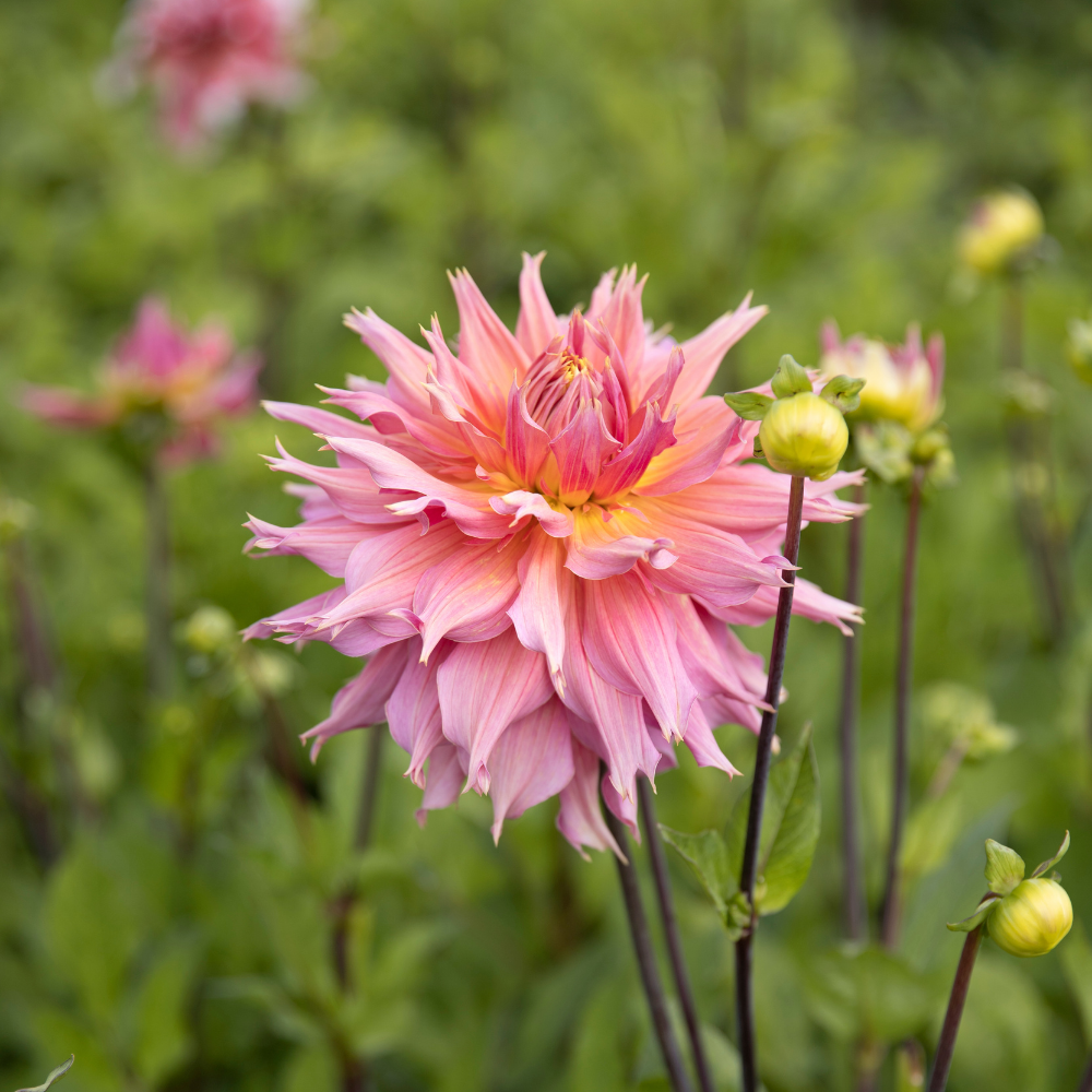 Dahlia 'Omega'