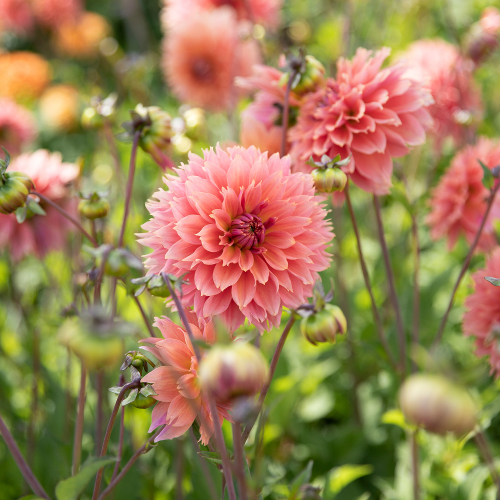 Dahlia pakket XXXXL pakket (met al onze 56 soorten)