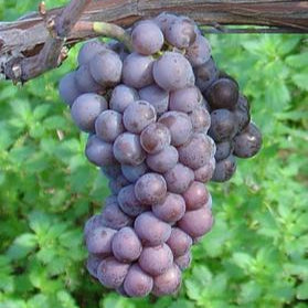 Wijnstok Pinot Gris