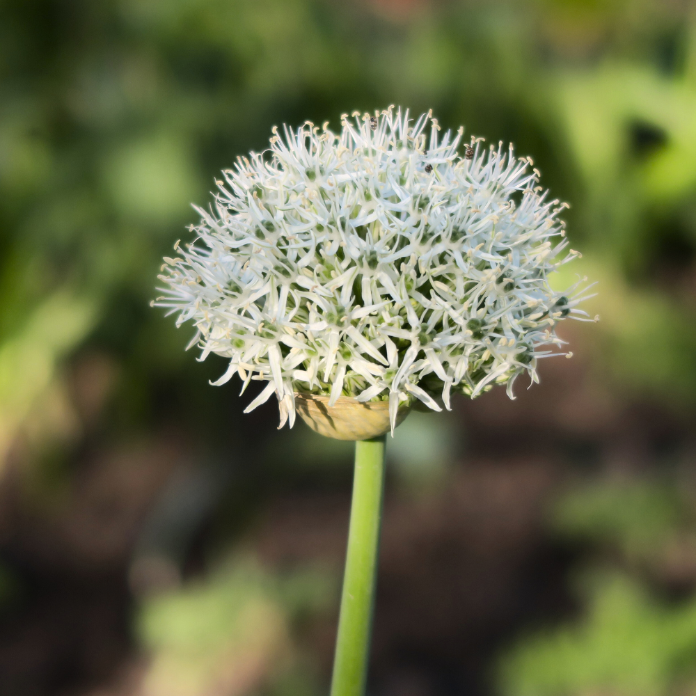 Allium 'Nigrum' BIO