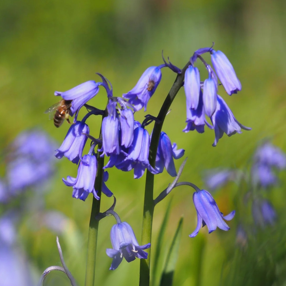 Boshyacint blauw (hyacinthoides hispanica) BIO