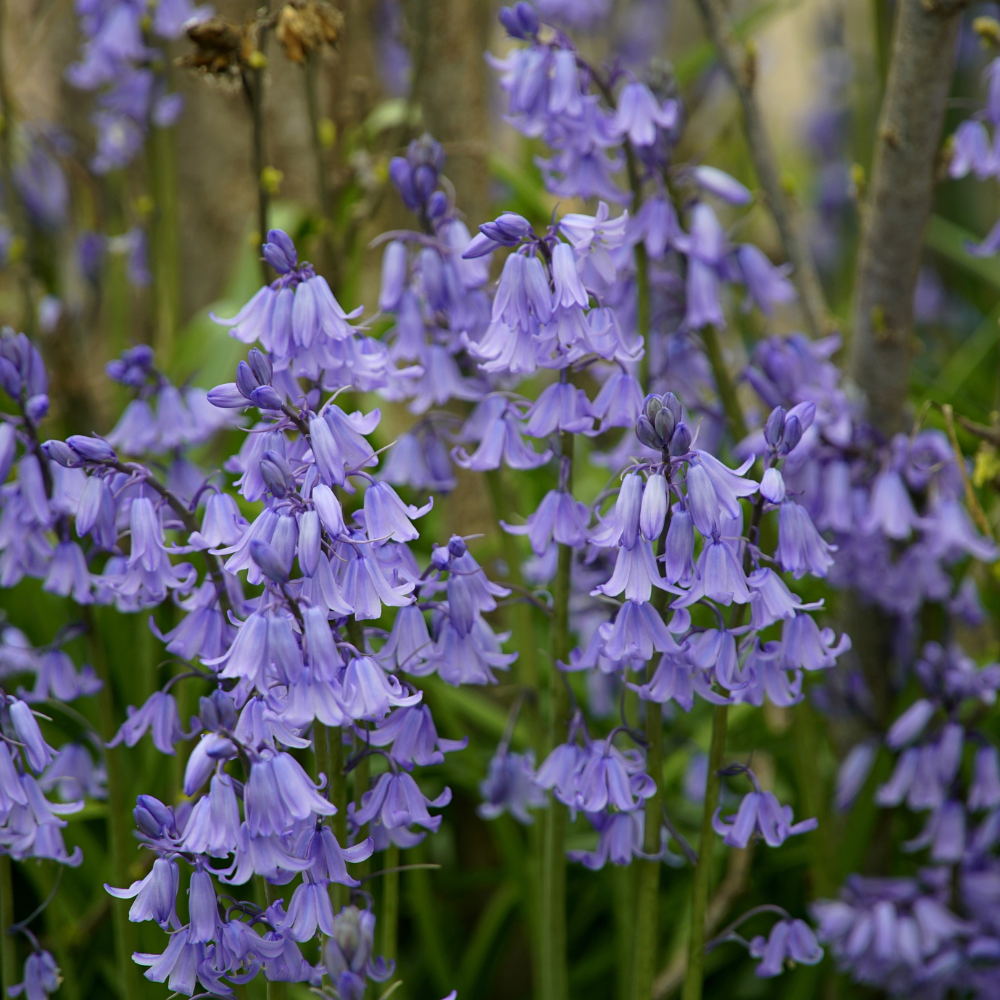 Boshyacint blauw (hyacinthoides hispanica) BIO