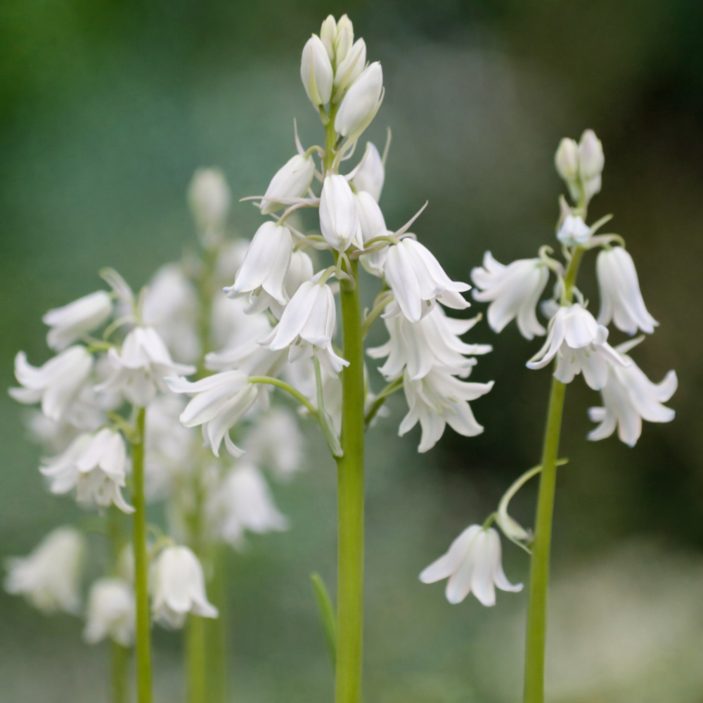 Boshyacint wit (hyacinthoides hispanica) BIO