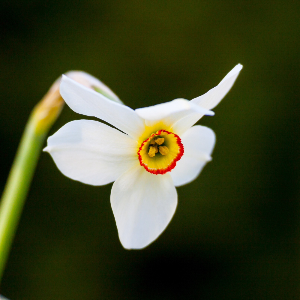 Dichtersnarcis (narcissus poeticus recurvus) BIO