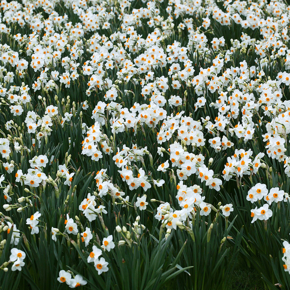 Dichtersnarcis (narcissus poeticus recurvus) BIO