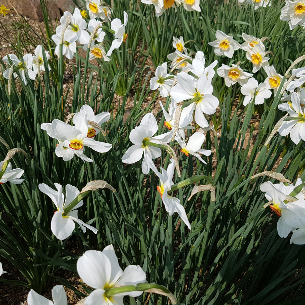 Dichtersnarcis (narcissus poeticus recurvus) BIO