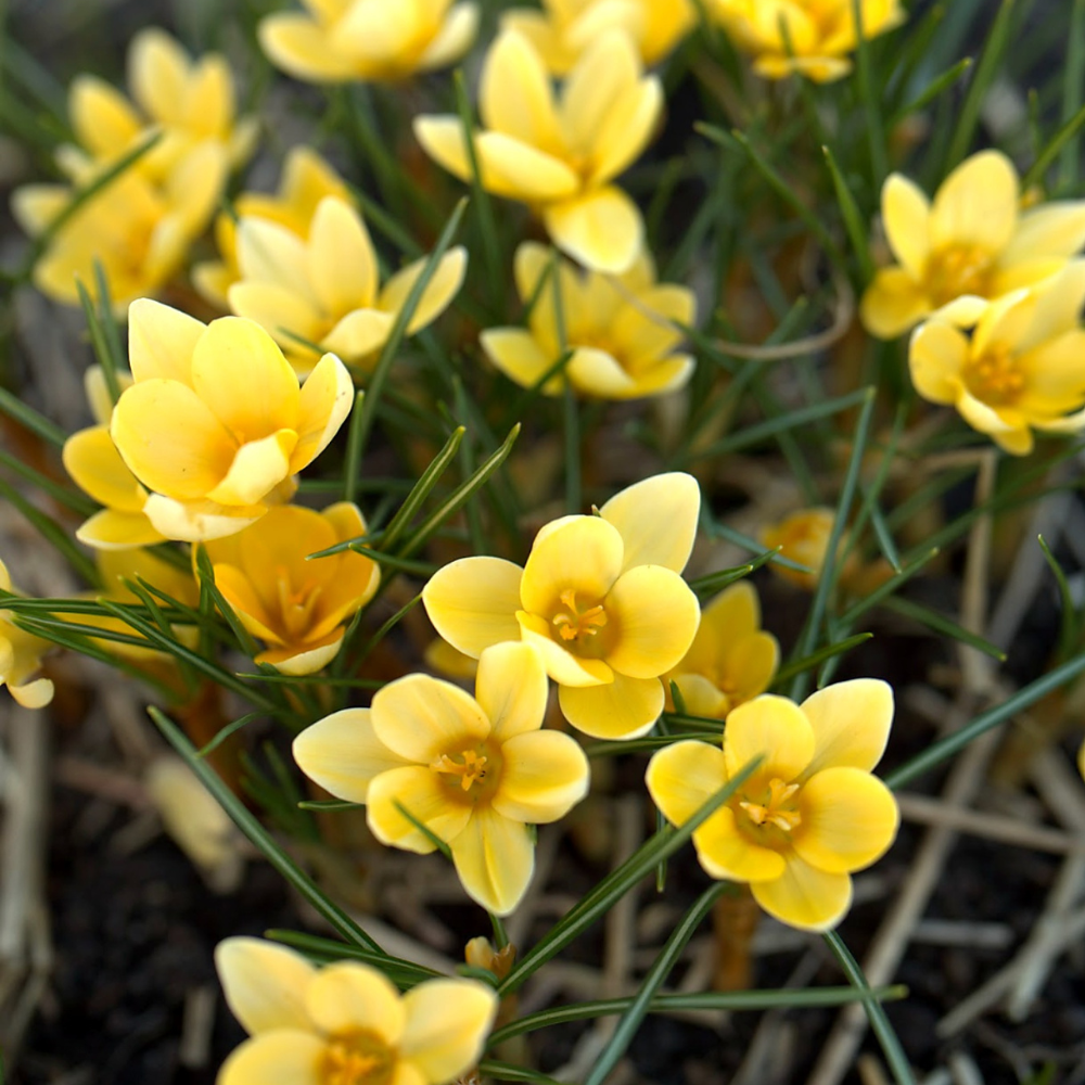 Krokus 'Romance' (crocus chrysanthus) BIO