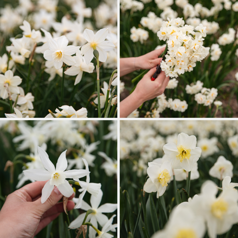 Narcissen pakket 'wit' BIO