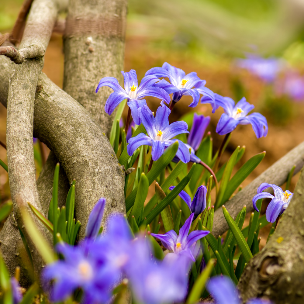 Sneeuwroem (chionodoxa luciliae) BIO