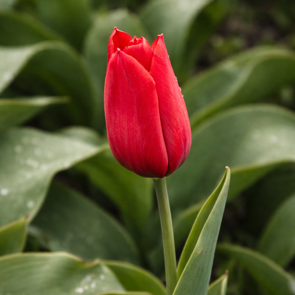 Tulp 'Strong Love' BIO