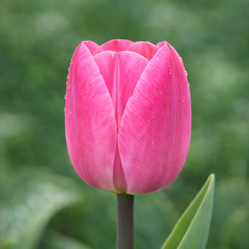 Tulp 'Tineke van der Meer' BIO
