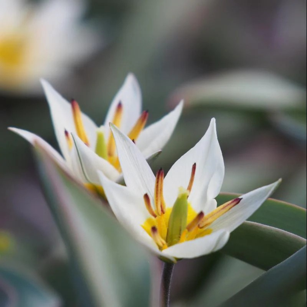 Wilde tulp wit (tulipa turkestanica) BIO