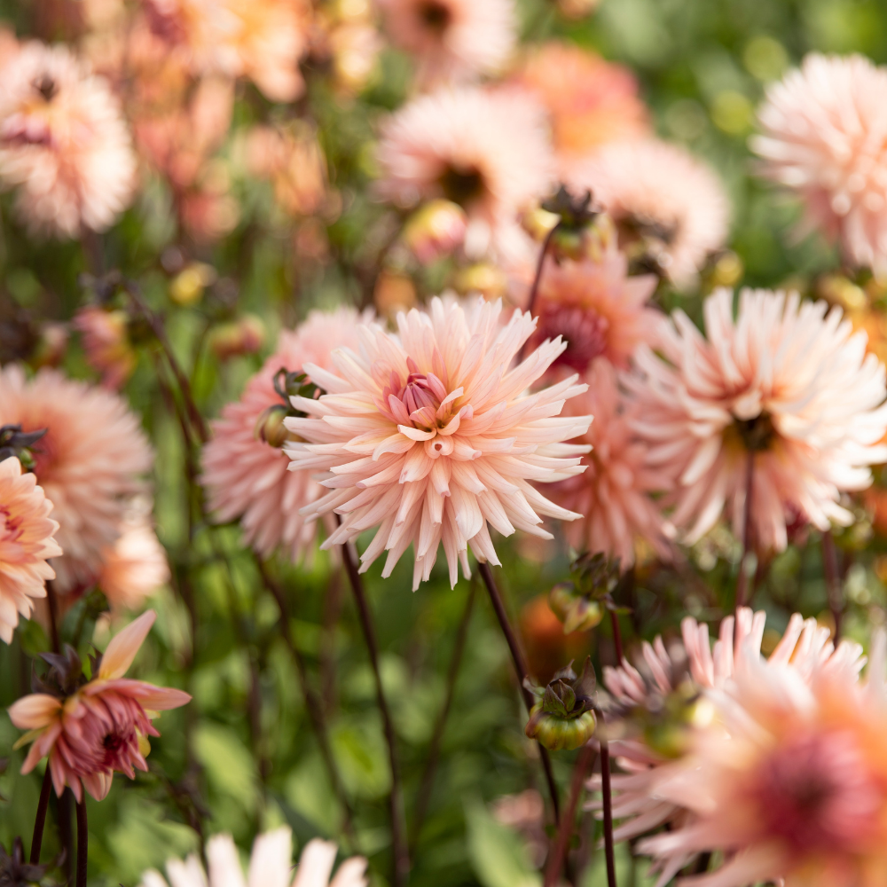 Dahlia pakket XXXXL pakket (met al onze 56 soorten)