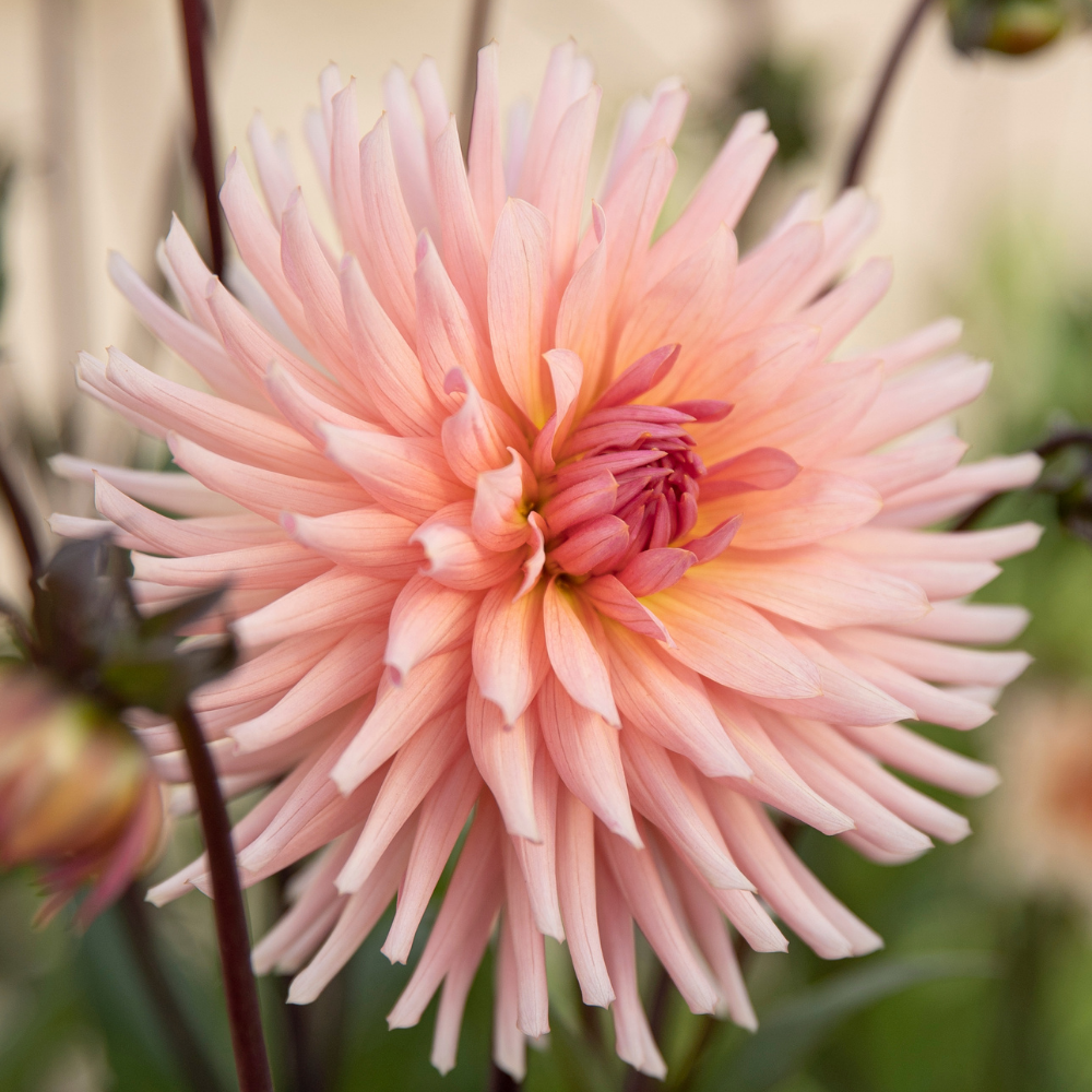 Dahlia 'Preference'