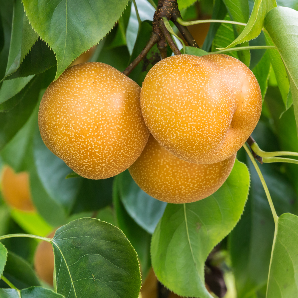 Poire Nashi 'Hayatama'