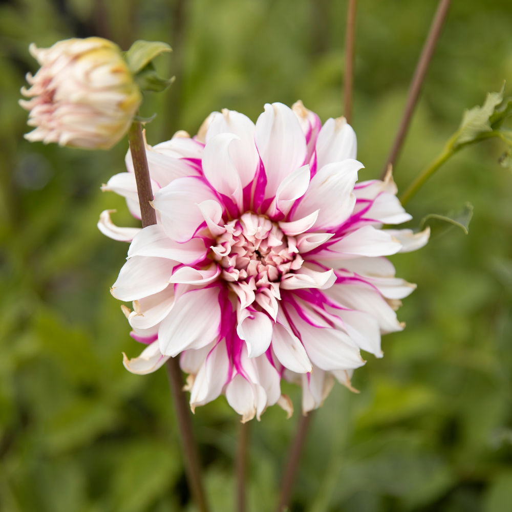 Dahlia package 'Nina's 12 favorites'