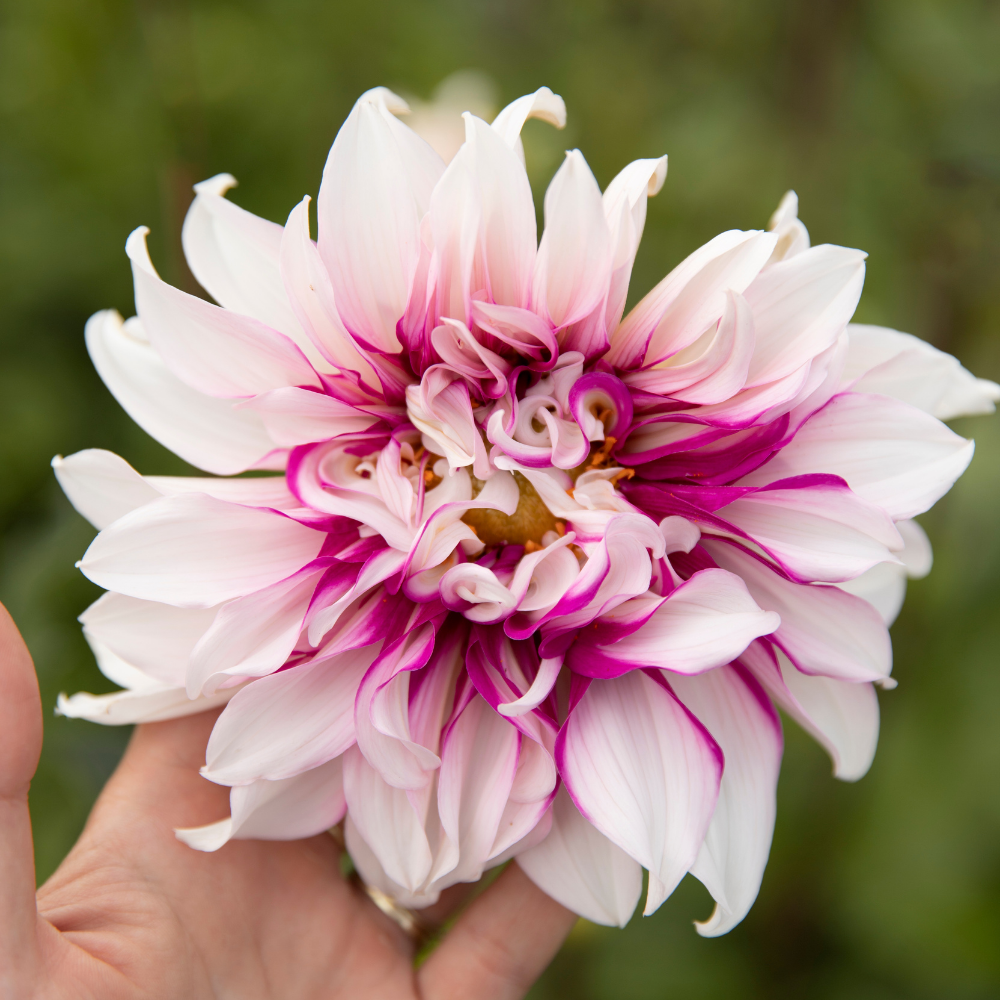 Dahlia pakket XXXXL pakket (met al onze 56 soorten)
