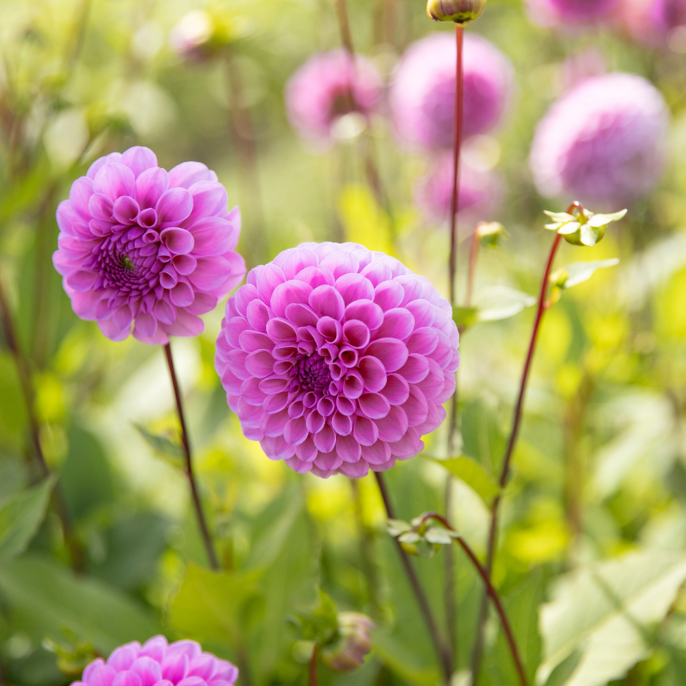 Dahlia pakket XXXXL pakket (met al onze 56 soorten)