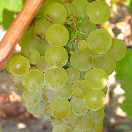 Wijnstok Sauvignon Blanc