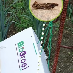 Pheromone trap Leek moth | Leek moth trap (Acrolepiopsis assectella)