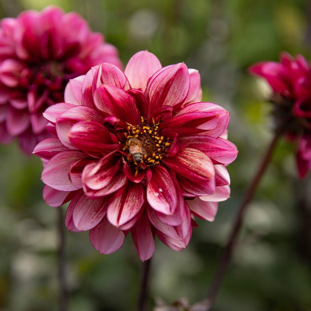 Dahlia 'Seniors Hope'