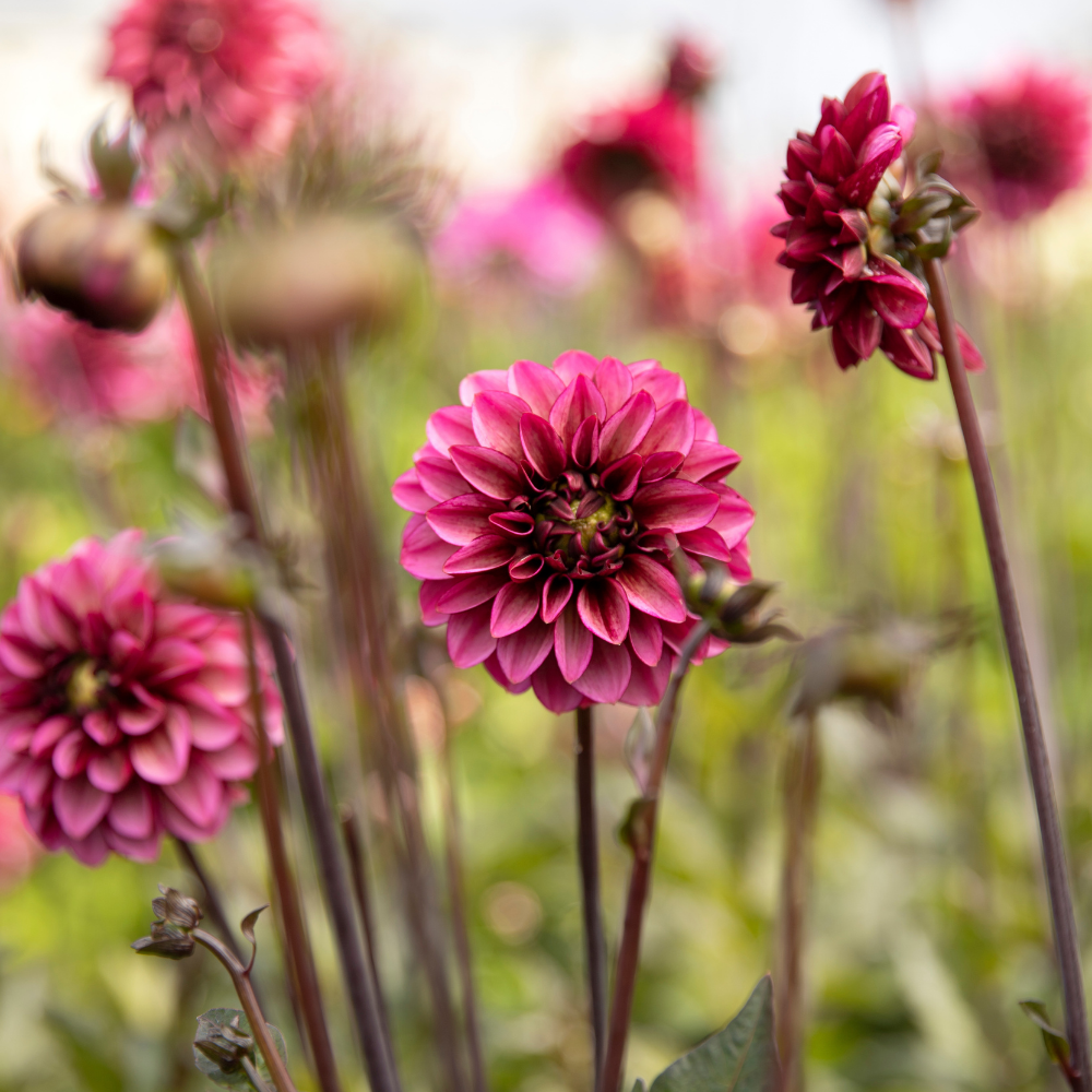 Dahlia 'Seniors Hope'