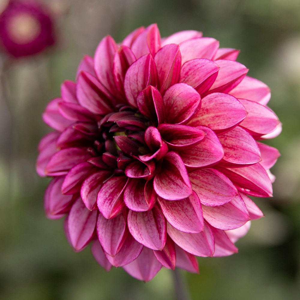 Dahlia 'Espoir des aînés'