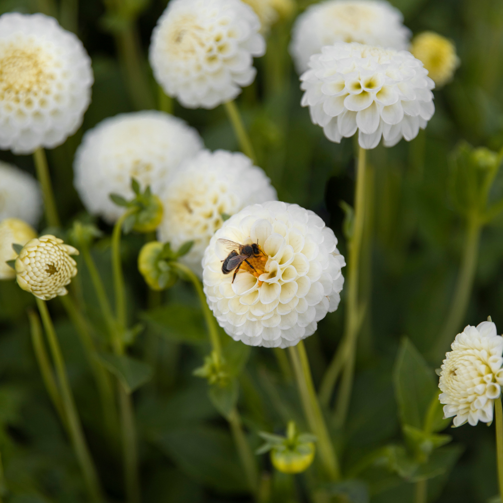Dahlia pakket XXXXL pakket (met al onze 56 soorten)