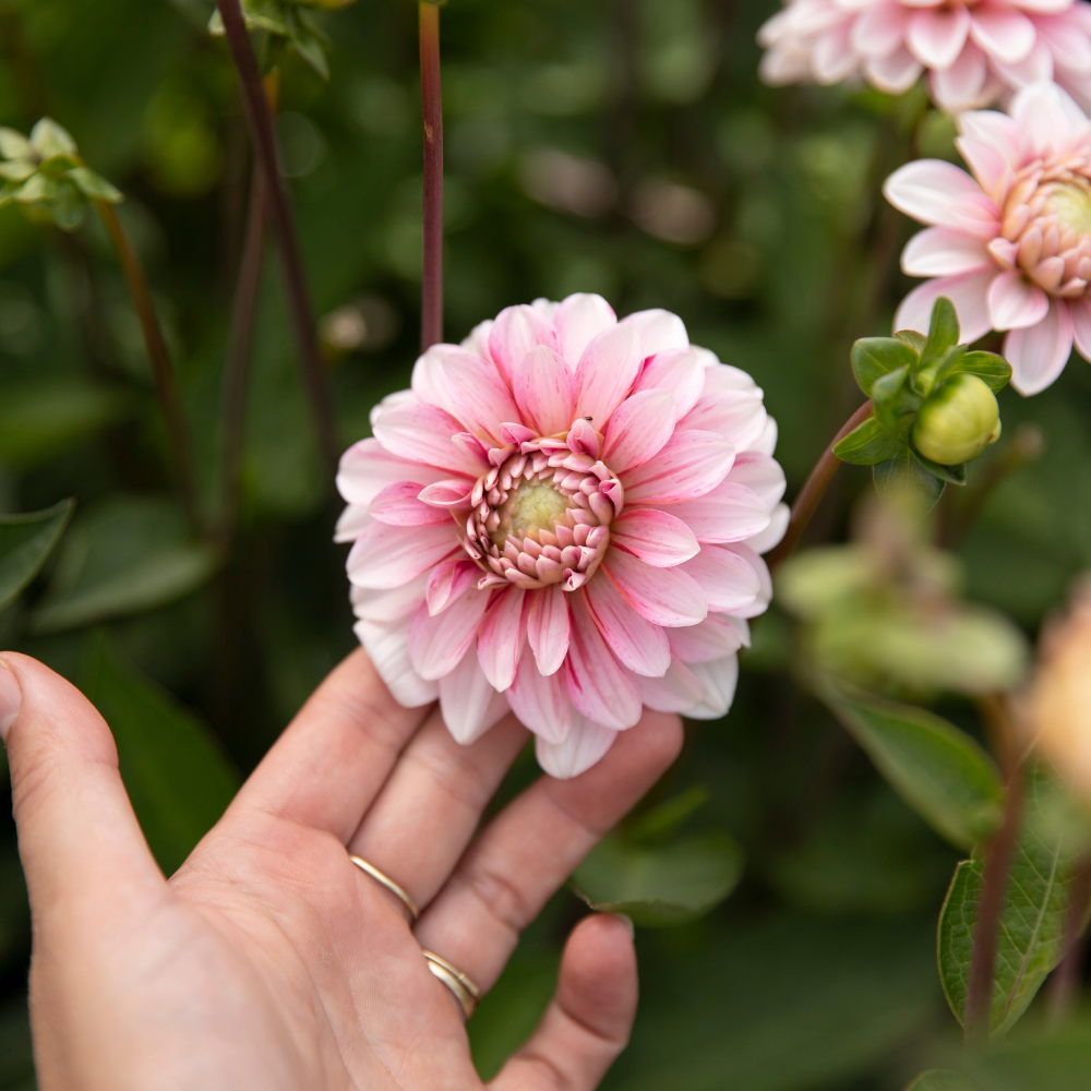 Dahlia pakket XXXXL pakket (met al onze 56 soorten)