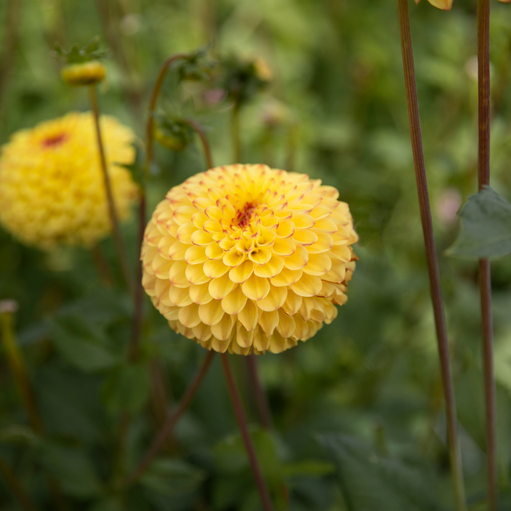 Dahlia pakket XXXXL pakket (met al onze 56 soorten)