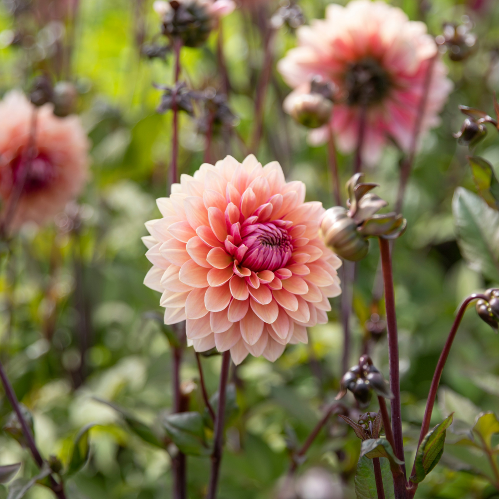 Dahlia 'Sweet Sanne'