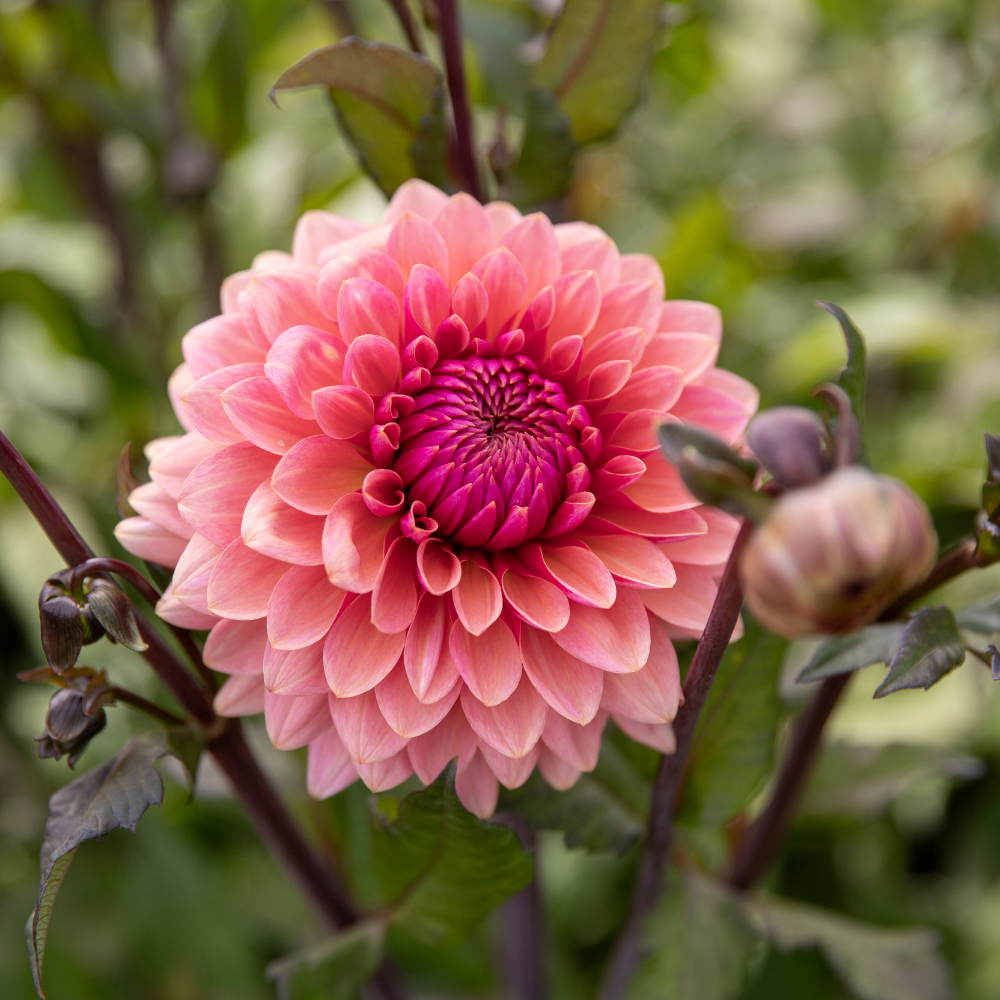 Dahlia 'Sweet Sanne'
