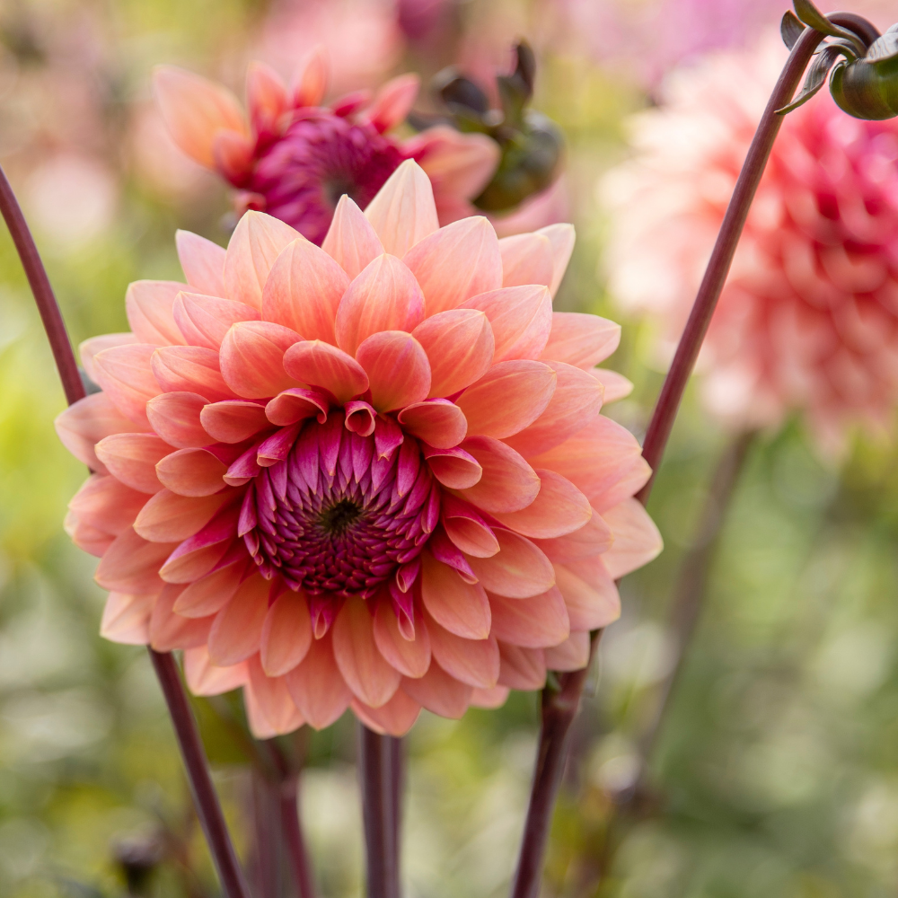 Dahlia 'Sweet Sanne'