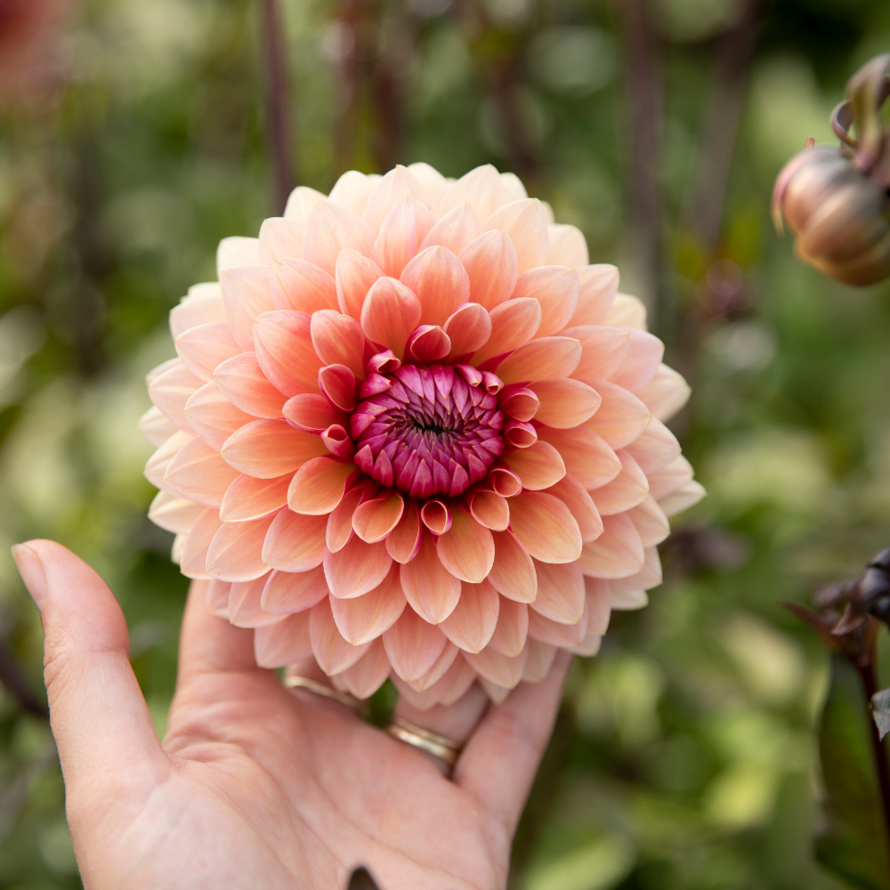 Dahlia pakket XXXXL pakket (met al onze 56 soorten)