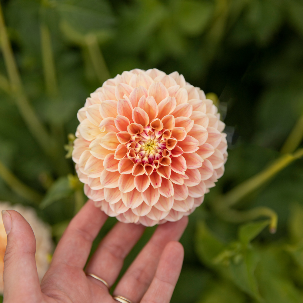 Dahlia pakket XXXXL pakket (met al onze 56 soorten)
