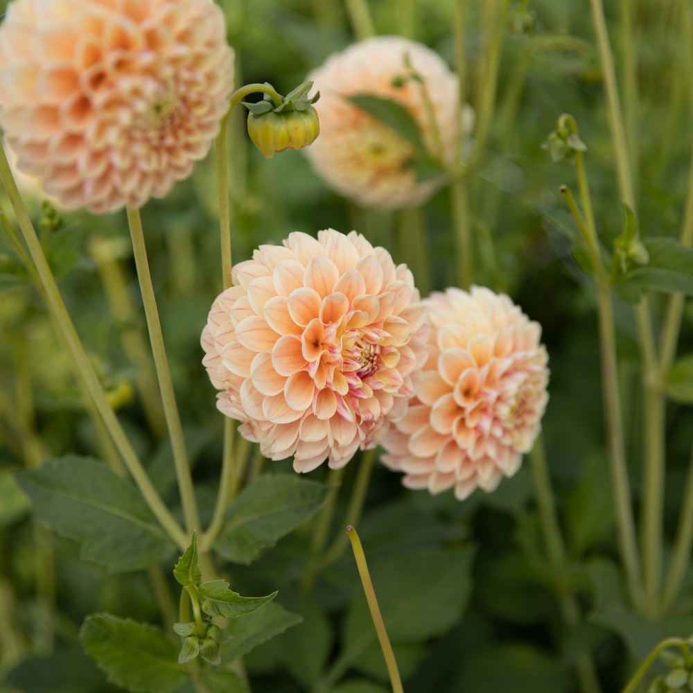 Dahlia 'Sweet Suzanne'