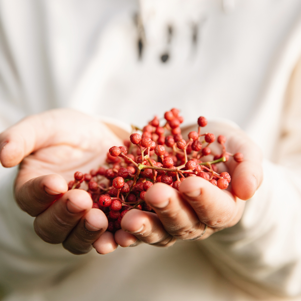 Szechuan Pepper - Bare Root