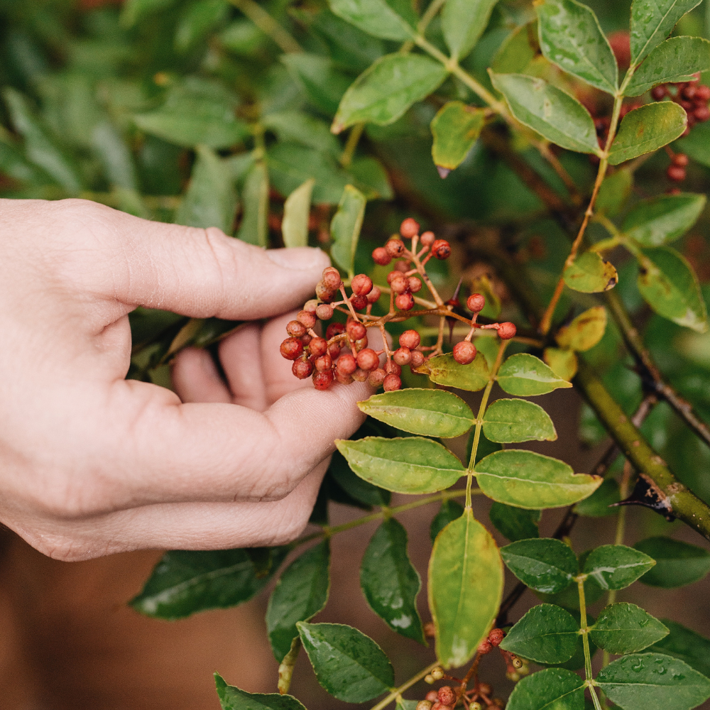 Szechuan Pepper - Bare Root