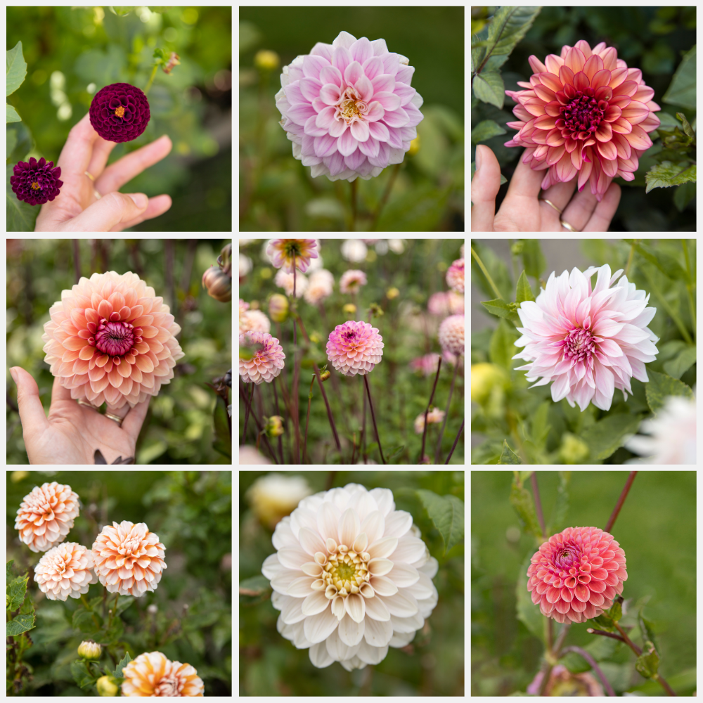 Dahlia pakket 'Torenhoge Schoonheden'