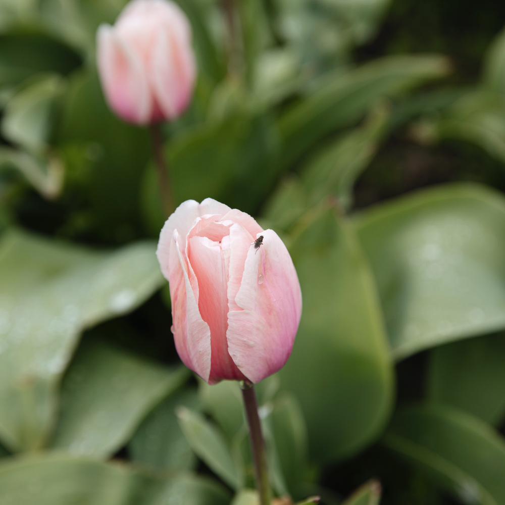 Tulp 'Salmon Impression' BIO