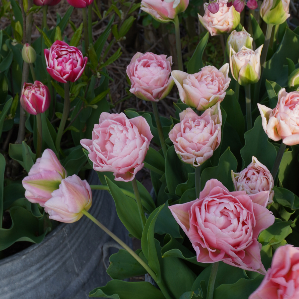 Tulipe 'Design Impression' BIO