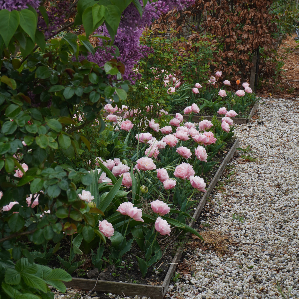 Tulipe 'Design Impression' BIO